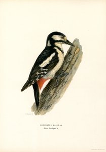 Büyük Benekli Ağaçkakan (renkli taş) by Magnus Ferdinand and Wilhelm von Wright
