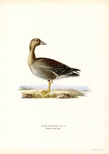 Büyük Beyaz Önlü Kaz (renkli taş) by Magnus Ferdinand and Wilhelm von Wright