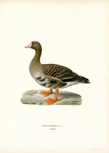 Büyük Beyaz Önlü Kaz (renkli taş) by Magnus Ferdinand and Wilhelm von Wright