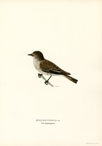 Gri Sinekkapan (renkli taş) by Magnus Ferdinand and Wilhelm von Wright