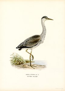 Gri Balıkçıl (renkli taş) by Magnus Ferdinand and Wilhelm von Wright