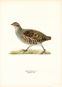 Gri Keklik (renkli lito) by Magnus Ferdinand and Wilhelm von Wright