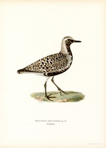 Gri Cılıbıt (renkli taş) by Magnus Ferdinand and Wilhelm von Wright