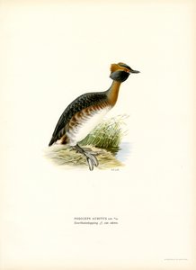 Boynuzlu Batağan (renkli taş) by Magnus Ferdinand and Wilhelm von Wright