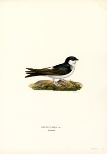 Martin Hanesi (renkli taş) by Magnus Ferdinand and Wilhelm von Wright