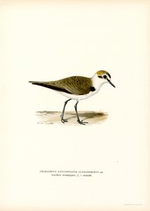 Kentish Plover (renkli taş) by Magnus Ferdinand and Wilhelm von Wright