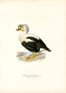 Kral Ördek (renkli taş) by Magnus Ferdinand and Wilhelm von Wright