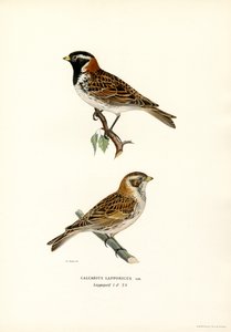 Lapland Kiraz Kuşu (renkli taş) by Magnus Ferdinand and Wilhelm von Wright