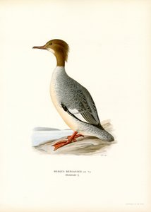 Büyük Merganser (renkli taş) by Magnus Ferdinand and Wilhelm von Wright