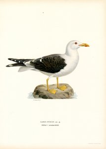 Küçük Siyah Sırtlı Martı (renkli taş) by Magnus Ferdinand and Wilhelm von Wright
