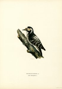 Küçük Benekli Ağaçkakan (renkli taş) by Magnus Ferdinand and Wilhelm von Wright