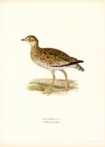 Küçük toy kuşu (renkli taş) by Magnus Ferdinand and Wilhelm von Wright