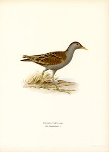Küçük Crake (renkli taş) by Magnus Ferdinand and Wilhelm von Wright