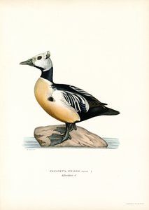 Küçük Eider (renkli lito) by Magnus Ferdinand and Wilhelm von Wright