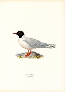 Küçük Martı (renkli taş) by Magnus Ferdinand and Wilhelm von Wright