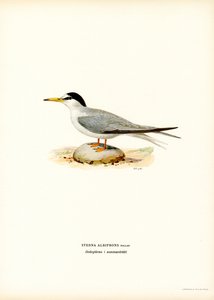 Küçük Sumru (renkli taş) by Magnus Ferdinand and Wilhelm von Wright