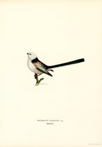 Uzun kuyruklu baştankara (renkli taş) by Magnus Ferdinand and Wilhelm von Wright