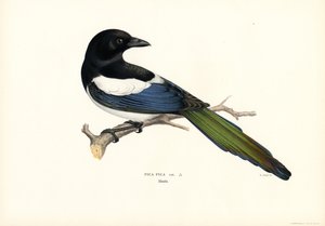 Saksağan (renkli taş) by Magnus Ferdinand and Wilhelm von Wright