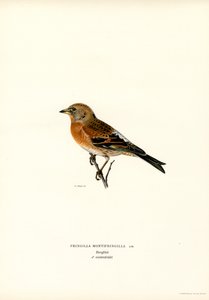 Dağ İspinozu (renkli taş) by Magnus Ferdinand and Wilhelm von Wright