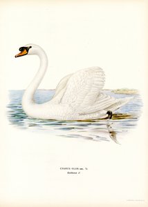 Sessiz Kuğu (renkli taş) by Magnus Ferdinand and Wilhelm von Wright