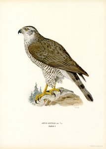Kuzey Çakır kuşu (renkli taş) by Magnus Ferdinand and Wilhelm von Wright