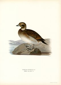 Oldsquaw Duck (renkli taş) by Magnus Ferdinand and Wilhelm von Wright