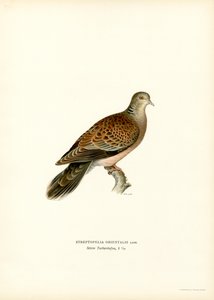 Doğu Kaplumbağa Güvercini (renkli taş) by Magnus Ferdinand and Wilhelm von Wright