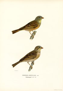 Ortolan Bunting (renkli taş) by Magnus Ferdinand and Wilhelm von Wright