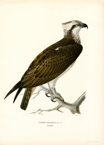 Osprey (renkli taş)