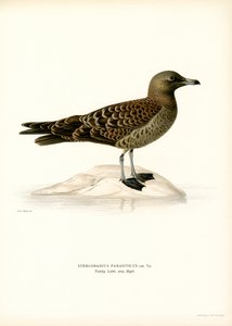 Parazit Jaeger (renkli taş) by Magnus Ferdinand and Wilhelm von Wright