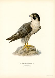 Peregrine Falcon (renkli taş)