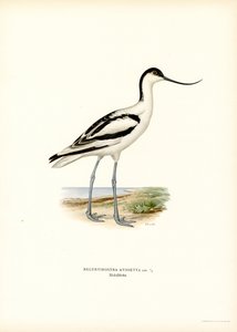 Alaca Avocet (renkli lito) by Magnus Ferdinand and Wilhelm von Wright