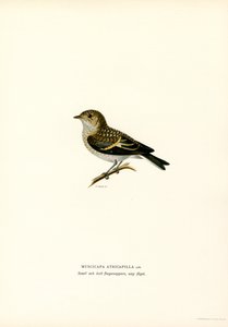 Alaca Sinekkapan (renkli lito) by Magnus Ferdinand and Wilhelm von Wright