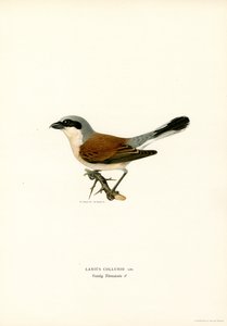 Kırmızı sırtlı Shrike (renkli lito)