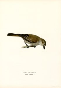 Kırmızı sırtlı Shrike (renkli lito)