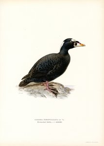 Kırmızı gagalı Scoter (renkli taş) by Magnus Ferdinand and Wilhelm von Wright