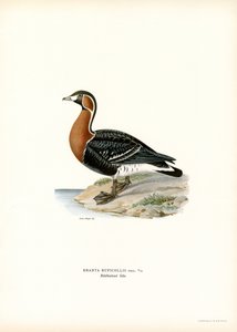 Kızıl Göğüslü Kaz (renkli taş) by Magnus Ferdinand and Wilhelm von Wright