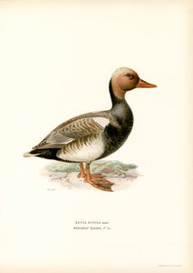 Kızıl Tepeli Ördek (renkli taş) by Magnus Ferdinand and Wilhelm von Wright