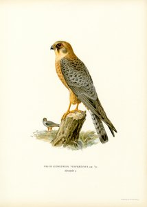 Kırmızı ayaklı Şahin (renkli taş) by Magnus Ferdinand and Wilhelm von Wright