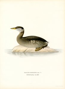 Kızıl boyunlu batağan (renkli taş) by Magnus Ferdinand and Wilhelm von Wright