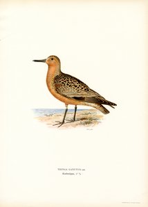 Kırmızı Düğüm (renkli taş) by Magnus Ferdinand and Wilhelm von Wright
