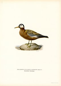 Kırmızı Phalarope (renkli lito) by Magnus Ferdinand and Wilhelm von Wright