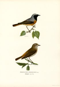 Redstart (renkli lito) by Magnus Ferdinand and Wilhelm von Wright