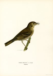 Kızıl kanat (renkli taş) by Magnus Ferdinand and Wilhelm von Wright