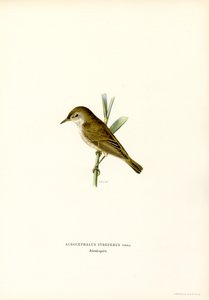 Reed Warbler (renkli taş) by Magnus Ferdinand and Wilhelm von Wright