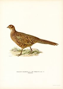 Halka boyunlu Sülün (renkli taş) by Magnus Ferdinand and Wilhelm von Wright