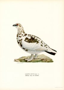 Kaya Ptarmigan (renkli taş)