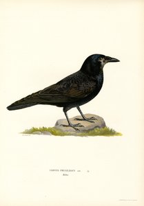 Kale (renkli taş) by Magnus Ferdinand and Wilhelm von Wright