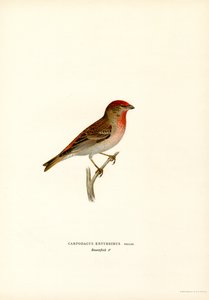 Rosefinch (renkli lito) by Magnus Ferdinand and Wilhelm von Wright
