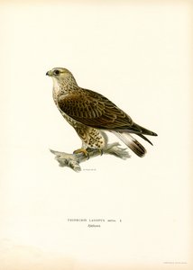 Kaba bacaklı şahin (renkli taş) by Magnus Ferdinand and Wilhelm von Wright